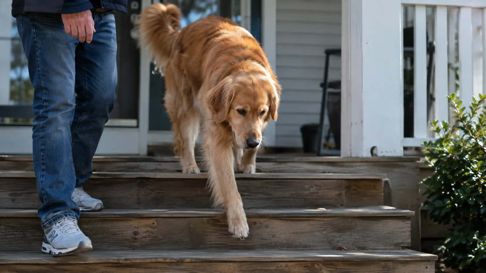 A dog walking down three porch steps with a person watching nearby