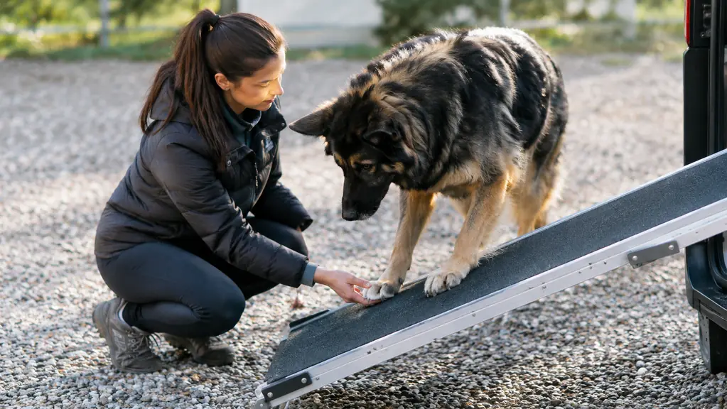 A person kneeling beside a folding ramp at ground level, guiding a large dog's front paws onto the bottom edge